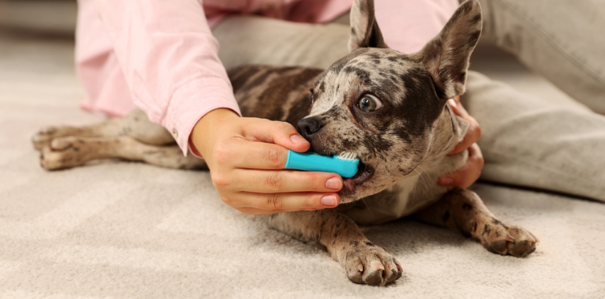 brushing dog's teeth